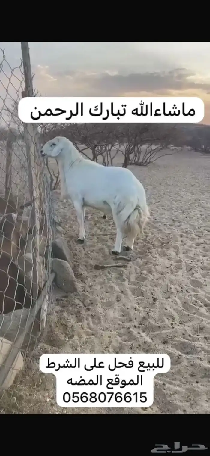 خروف فحل على الشرط 0