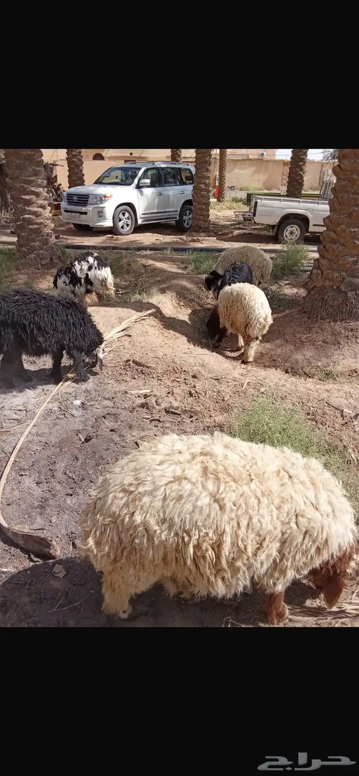 ذبايح جذعان نعيمي ونجدي عدد 12 0