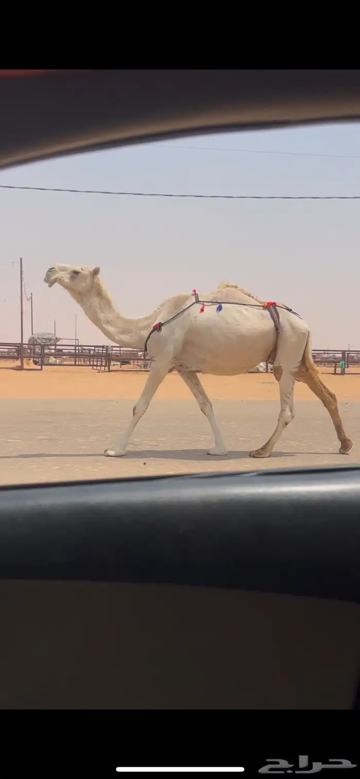 لقحه طيبه 1