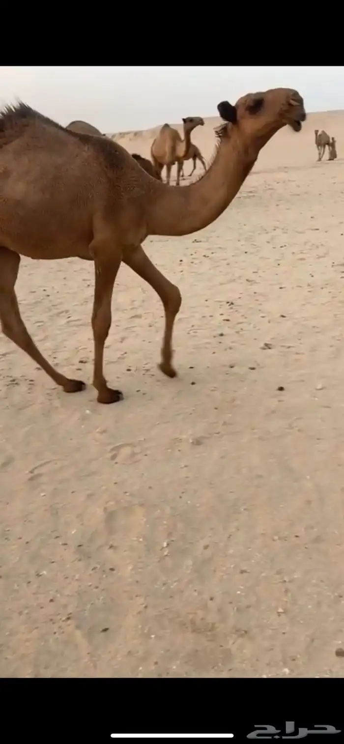 قعود اشعل كفو 3