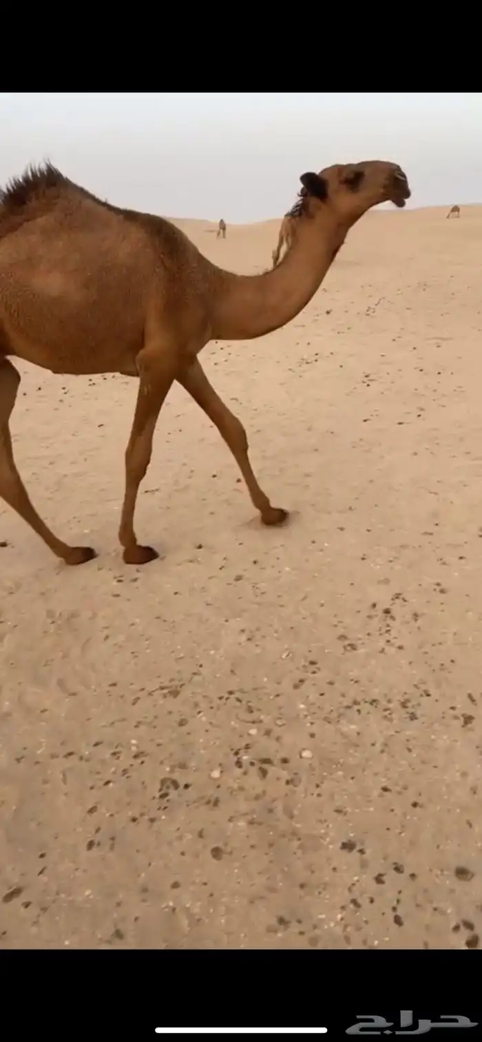 قعود اشعل كفو 1