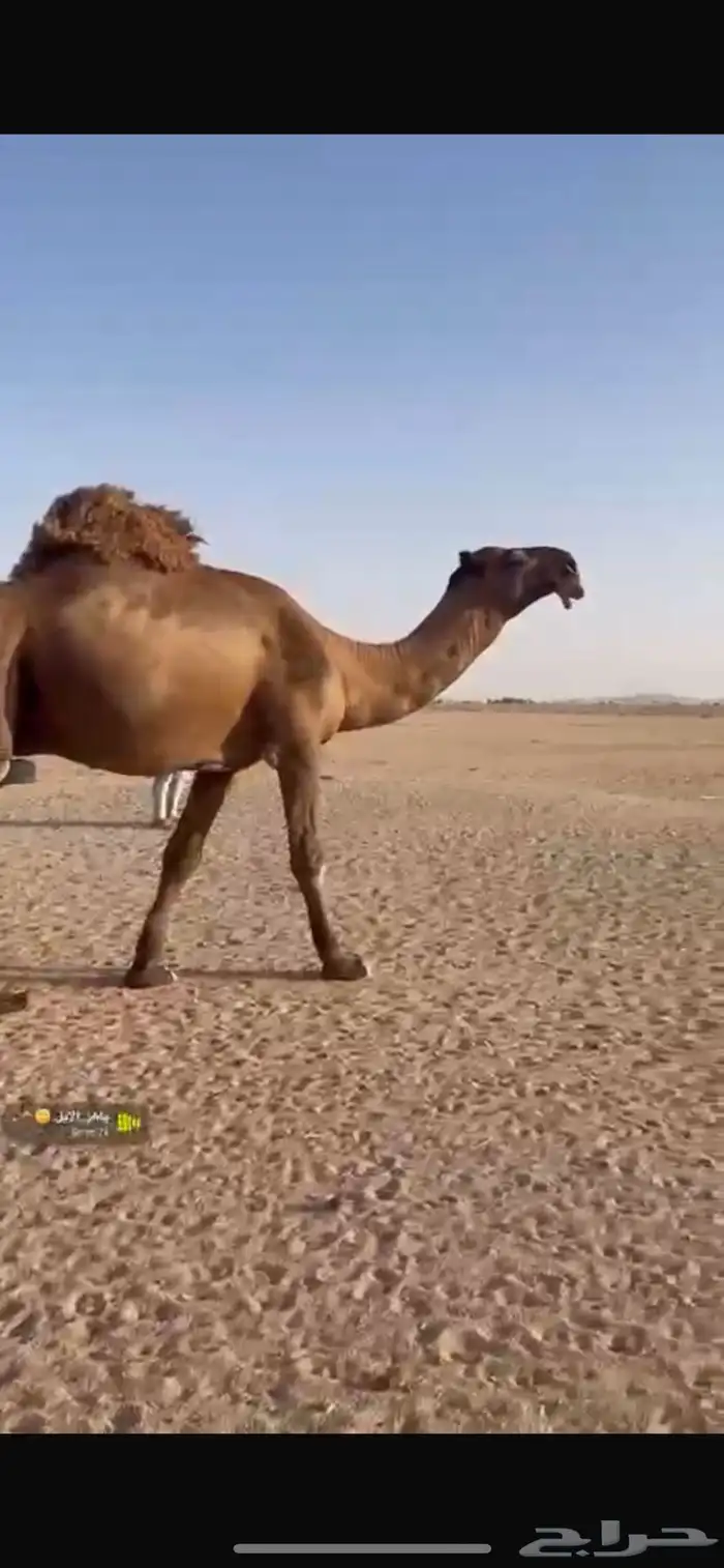 بعير للبيع 0
