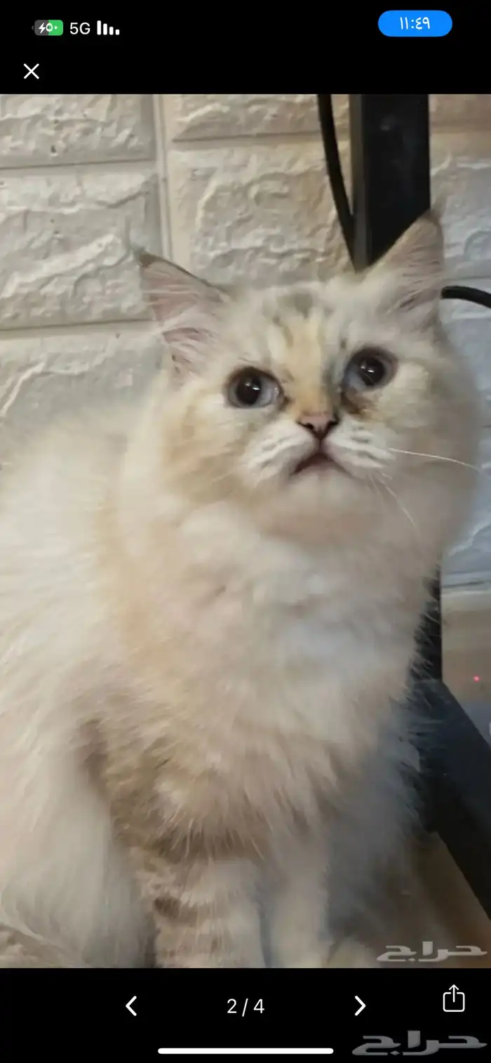 قطه أنثى هملايا للبيع تربيه منزل جميله جدا  ونظيفه 0