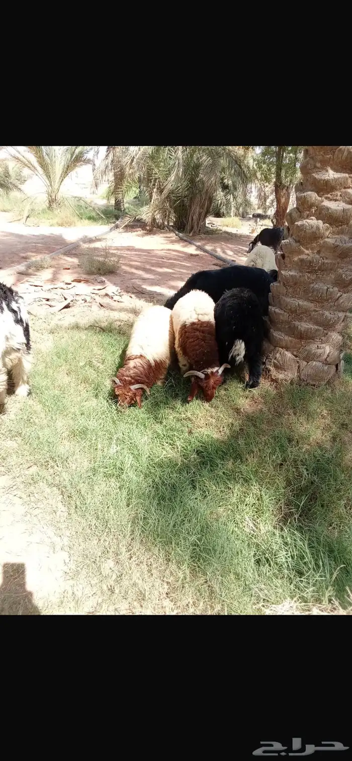 ذبايح جذعان نعيمي ونجدي عدد 12 11