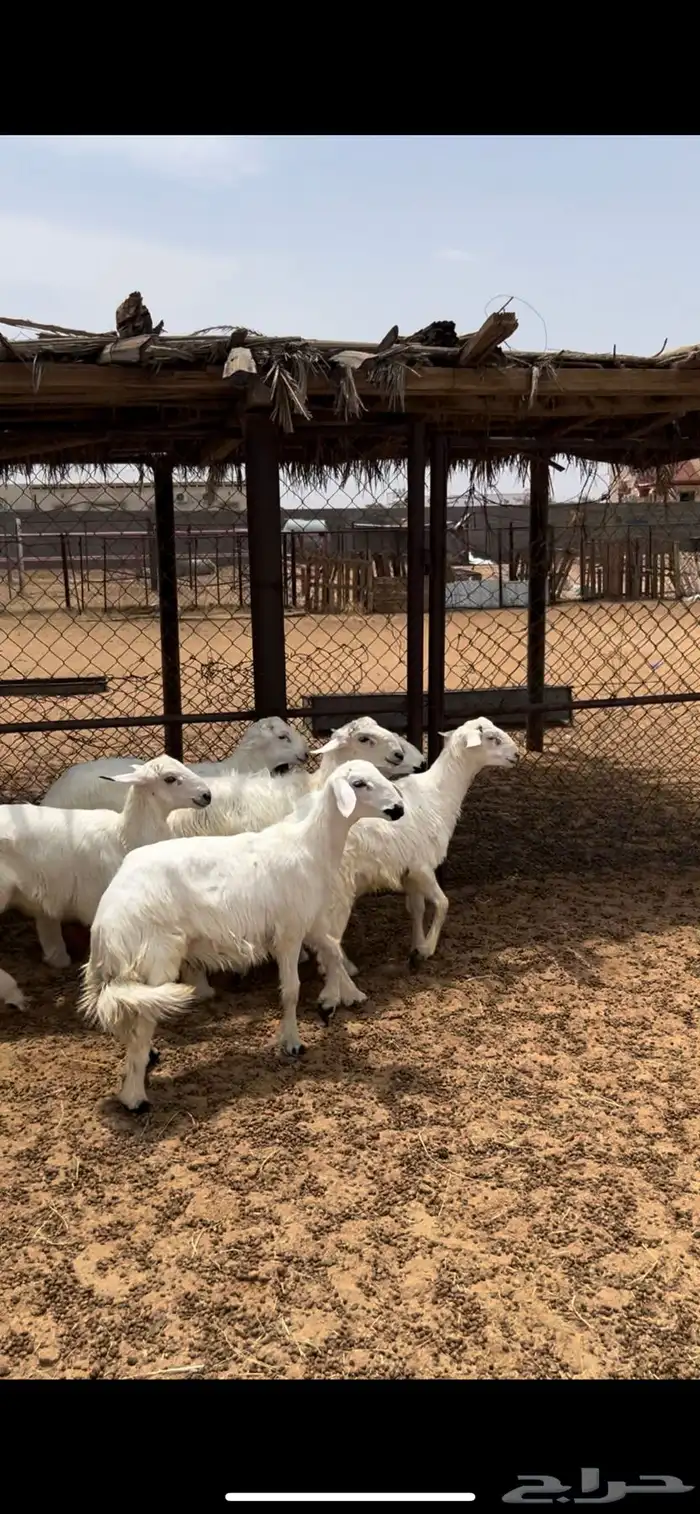 خرفان ورخال 0
