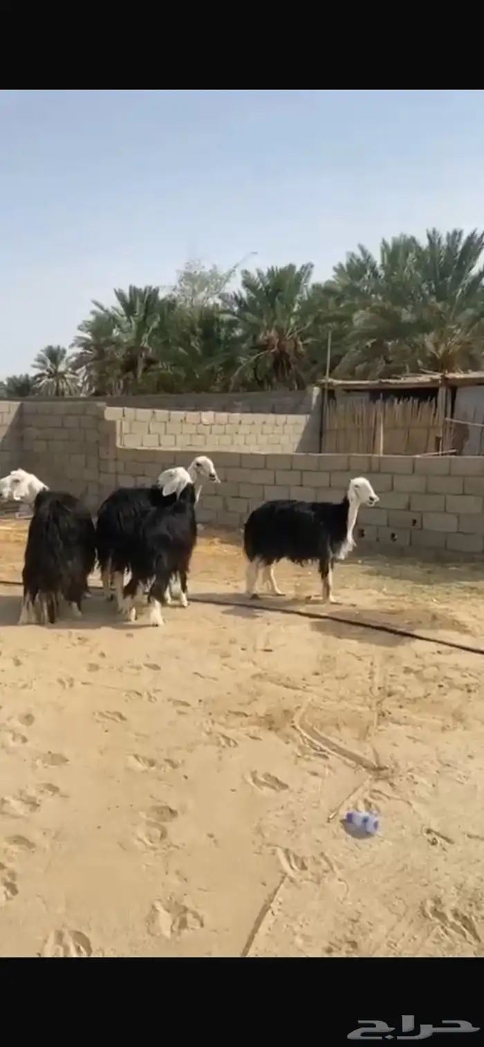 للبيع غنم نجد صنف 1