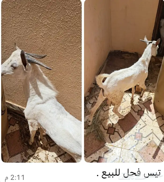 تيس فحل 0