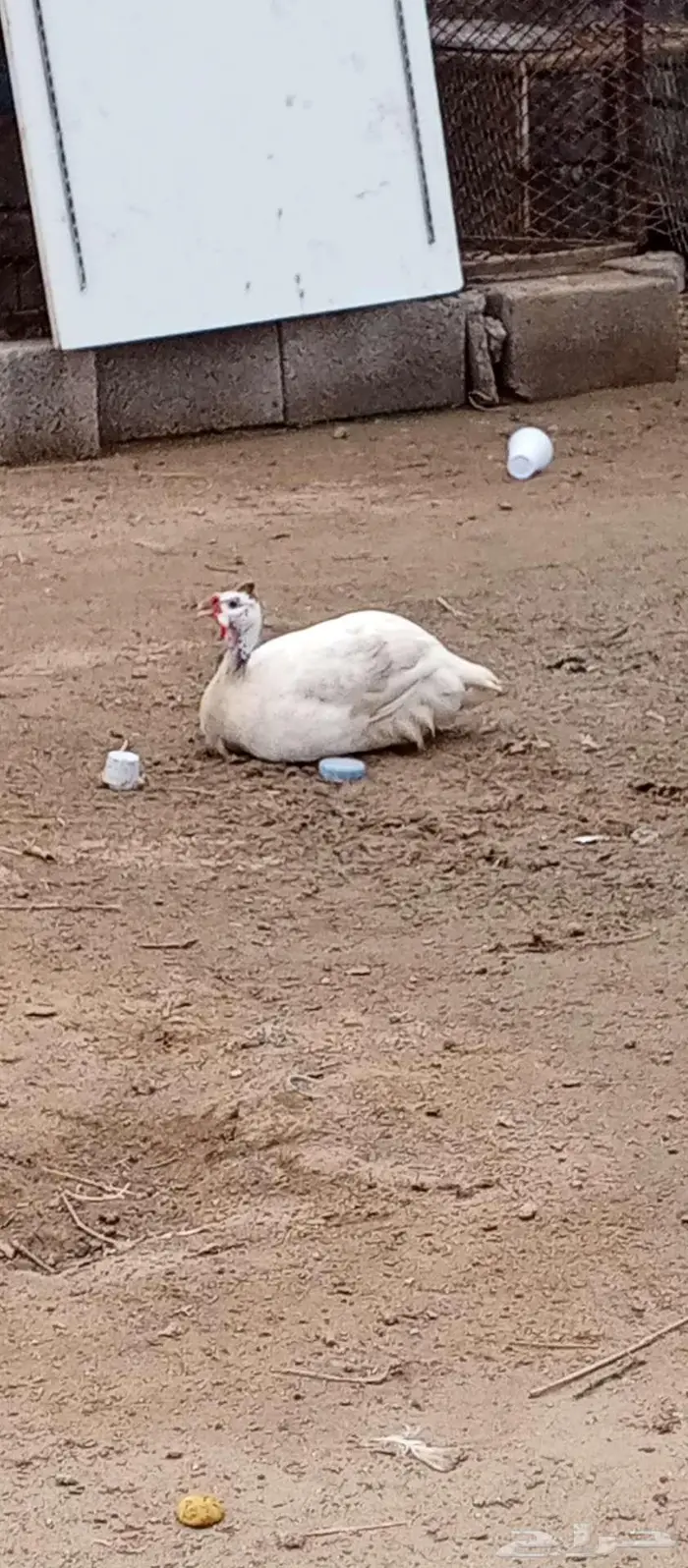 تم البيع النوع حجل شباب ومنتج 0
