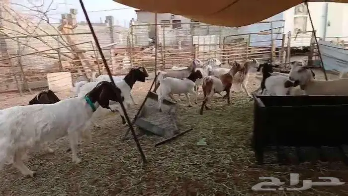 ماعز بورقوت هجين للقناى 19