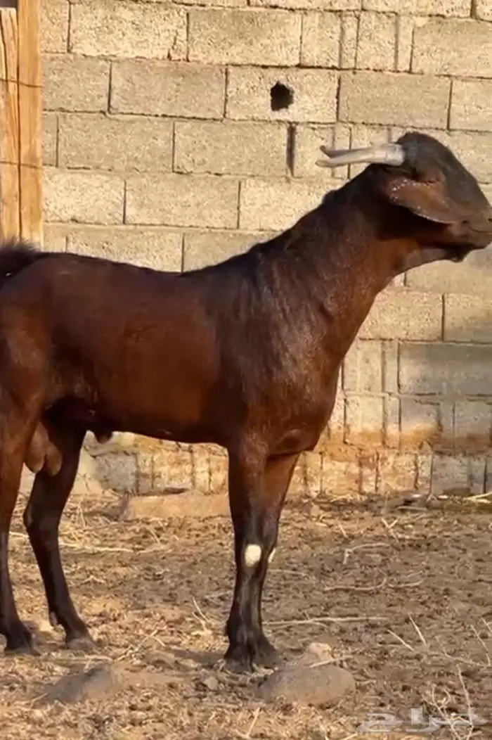 تيس جنوبي مشروع فحل 0