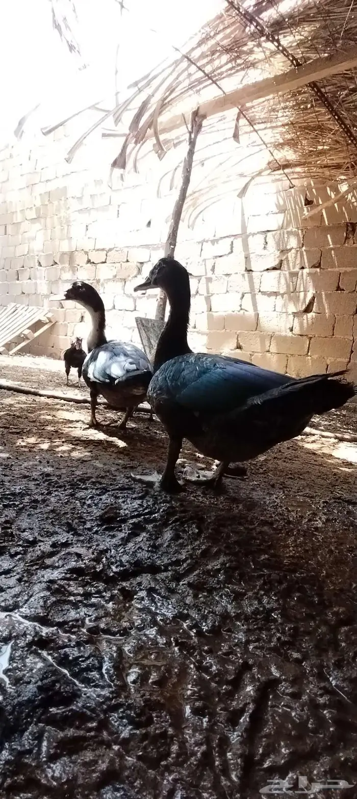 للبيع ذكور واناثي بح 9