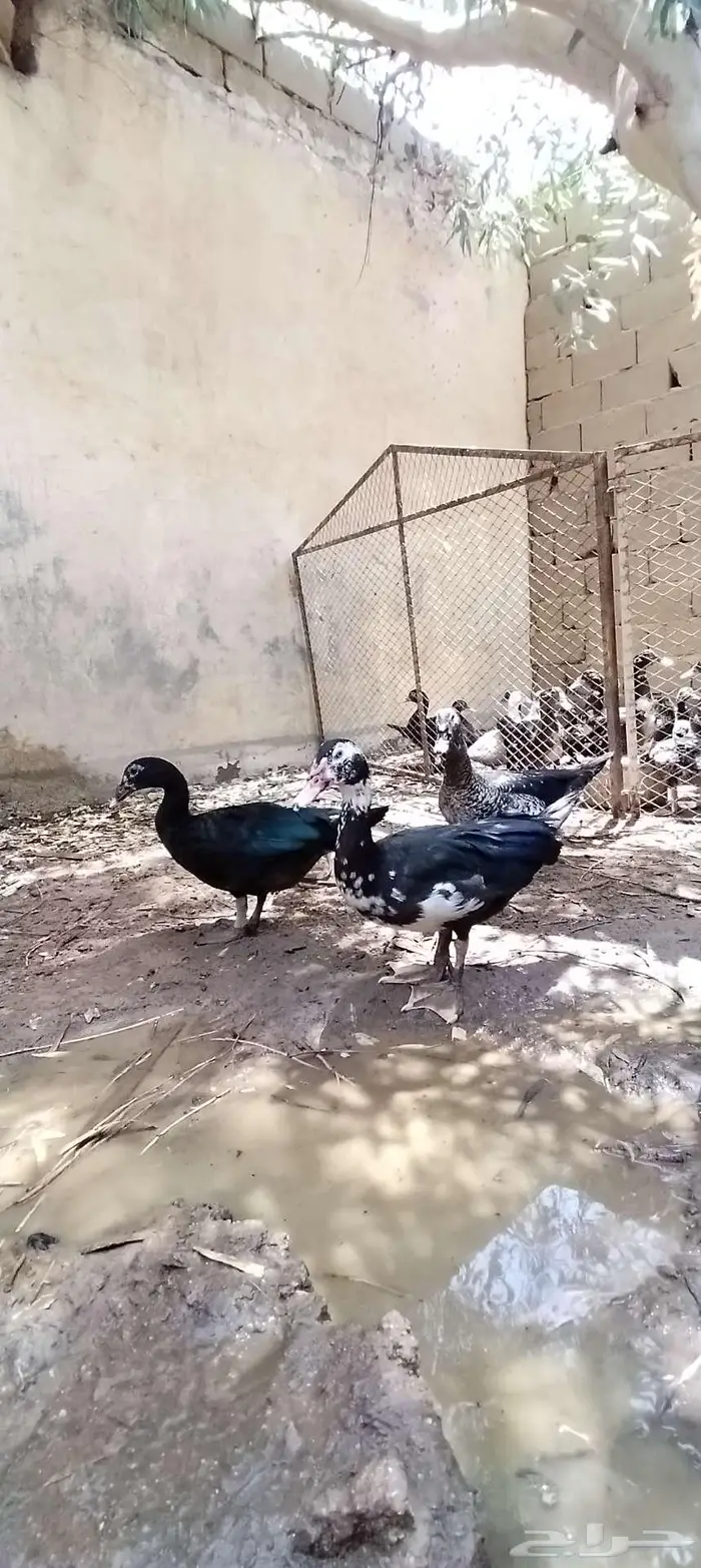للبيع ذكور واناثي بح 17