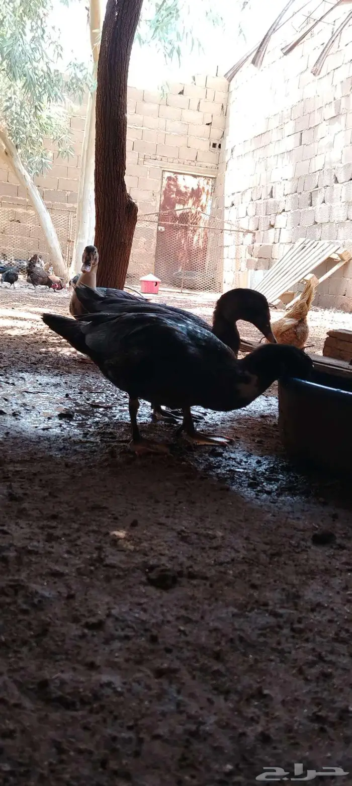 للبيع ذكور واناثي بح 1