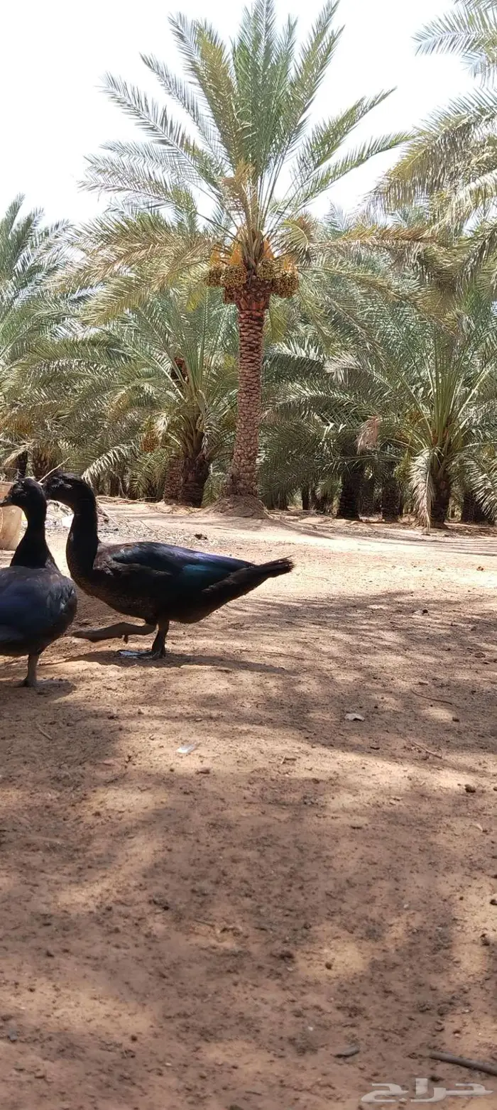 للبيع ذكور واناثي بح 2