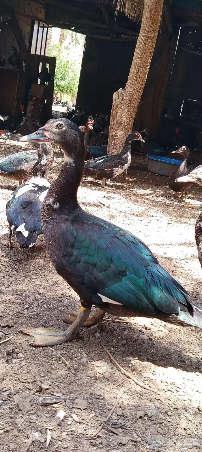 للبيع ذكور واناثي بح 3