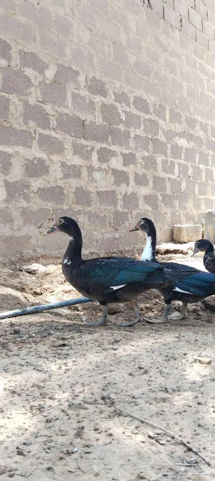 للبيع ذكور واناثي بح 4