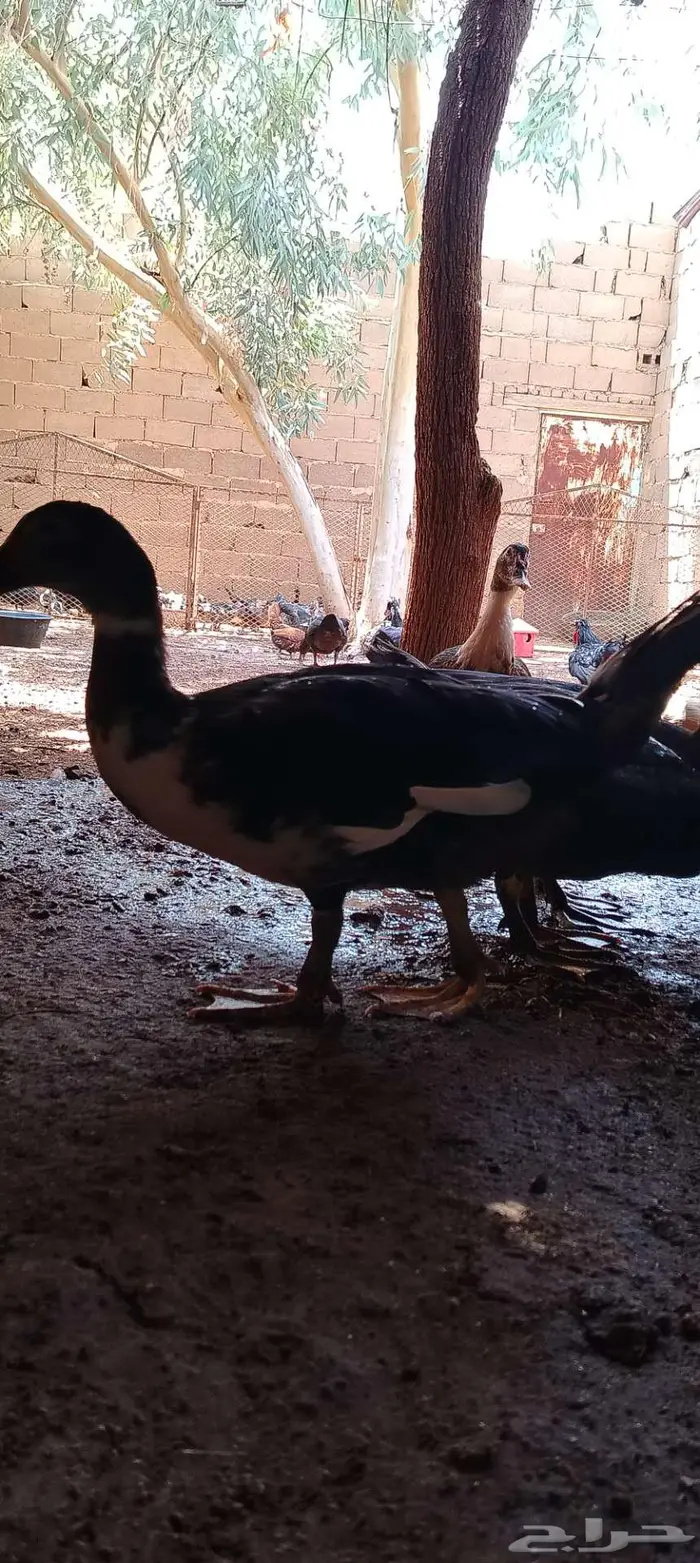 للبيع ذكور واناثي بح 6