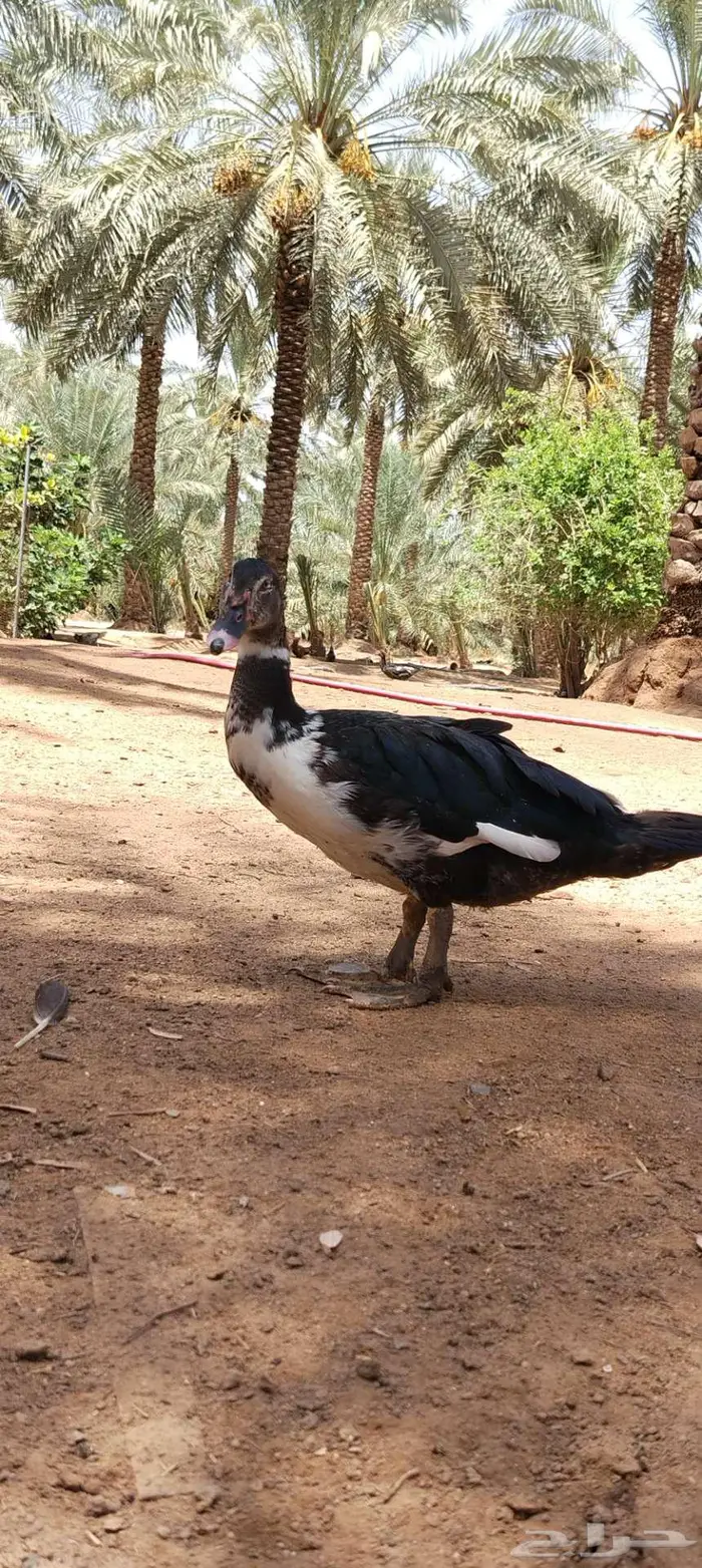 للبيع ذكور واناثي بح 7