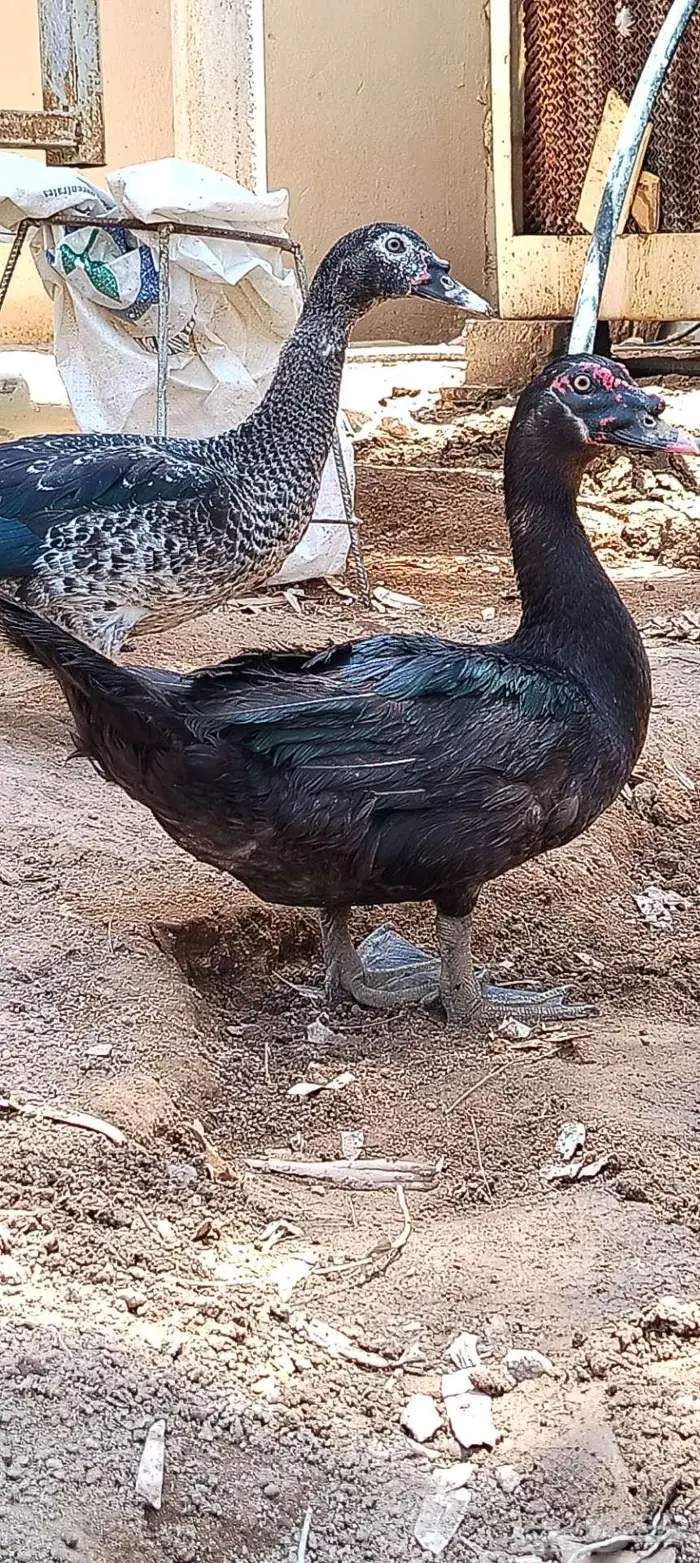 للبيع ذكور واناثي بح 8