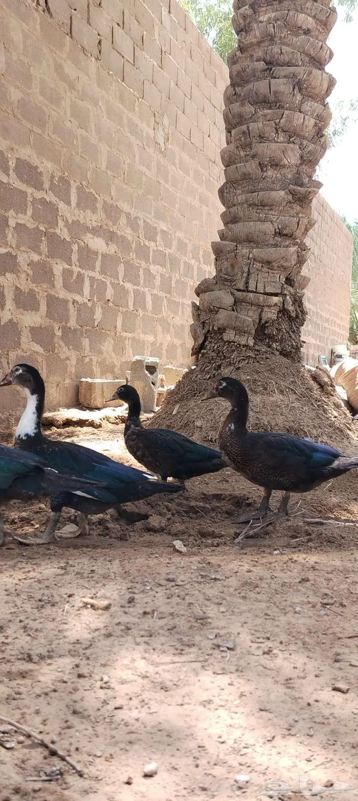 للبيع ذكور واناثي بح 12