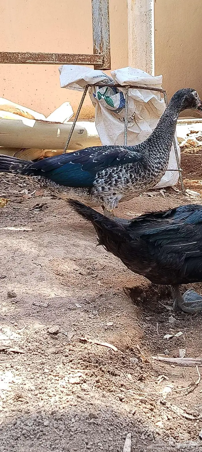 للبيع ذكور واناثي بح 14