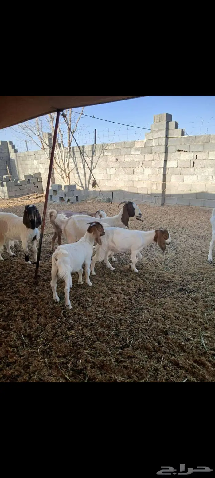ماعز بورقوت هجين للقناى 9
