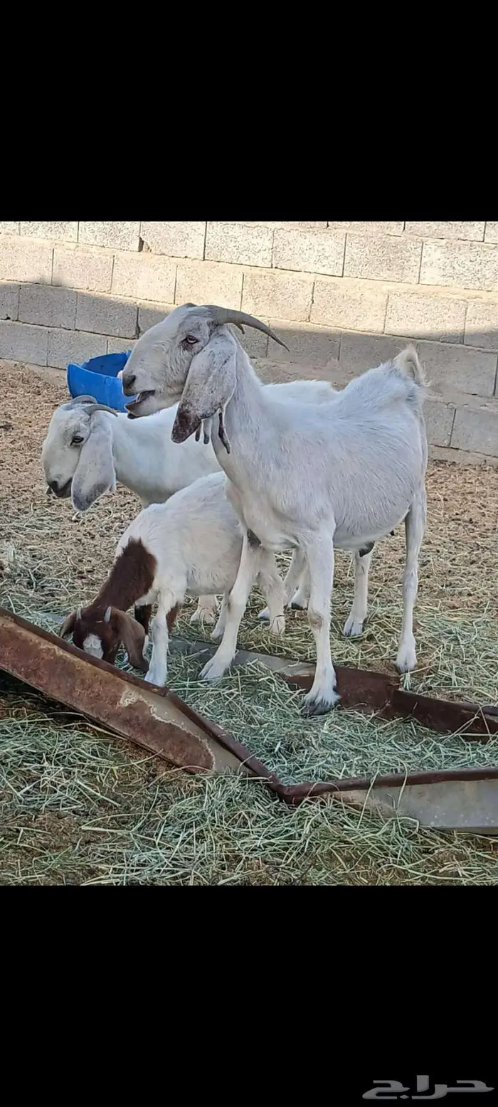 ماعز بورقوت هجين للقناى 2
