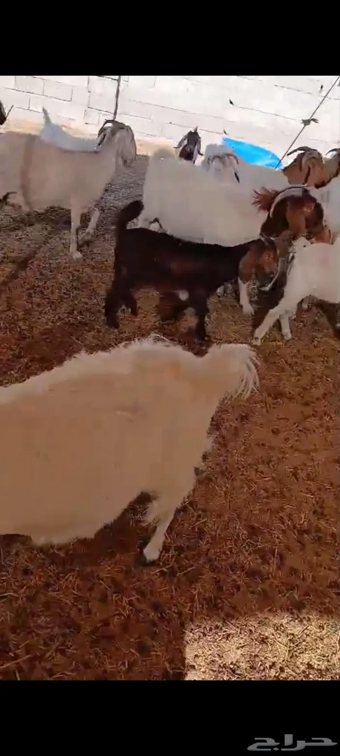 ماعز بورقوت هجين للقناى 3