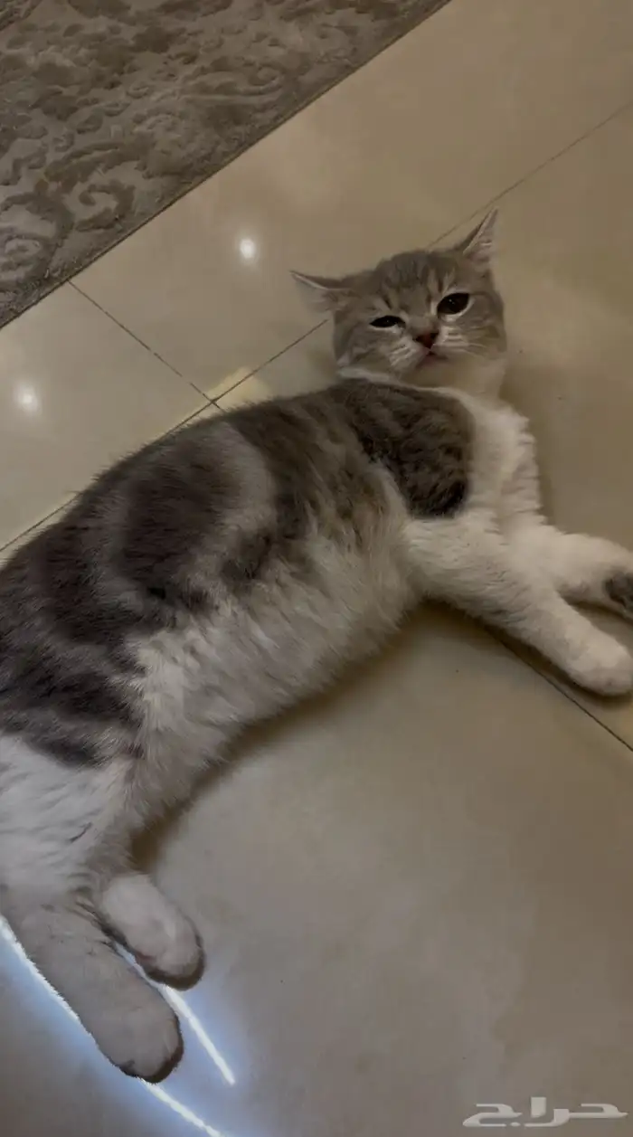 قطة سكوتش ستريت بيور 0