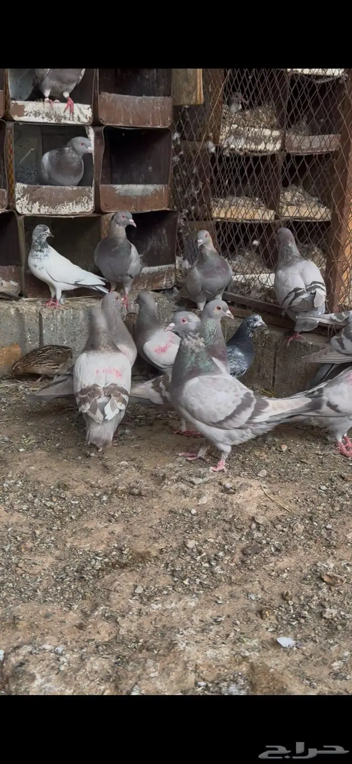 حمام طبات سلفر سوبر جامبو 2