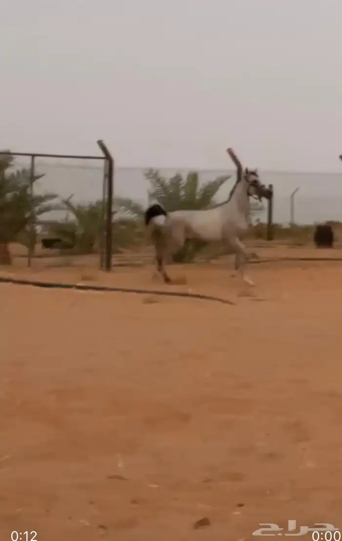 حصان شعبي كفوو 3