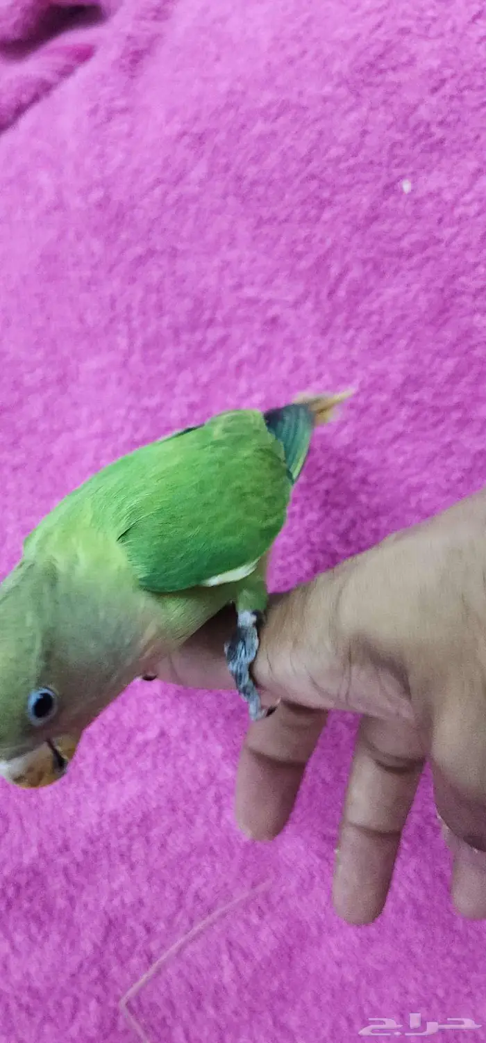 روز اليف هدد 1