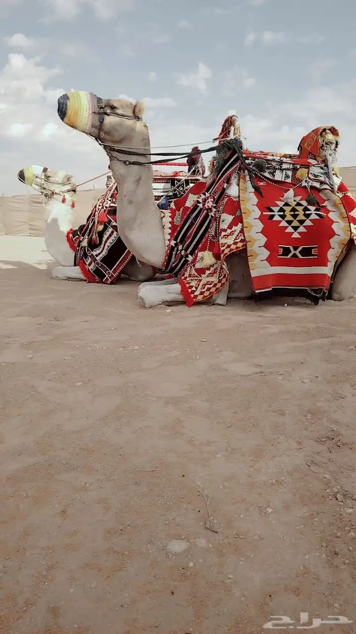 صقور للايجار والايفنتات والاحتفالات 8