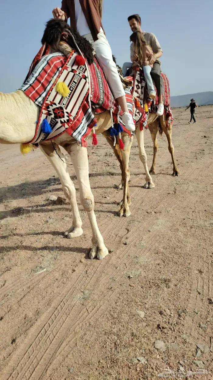 صقور للايجار والايفنتات والاحتفالات 6