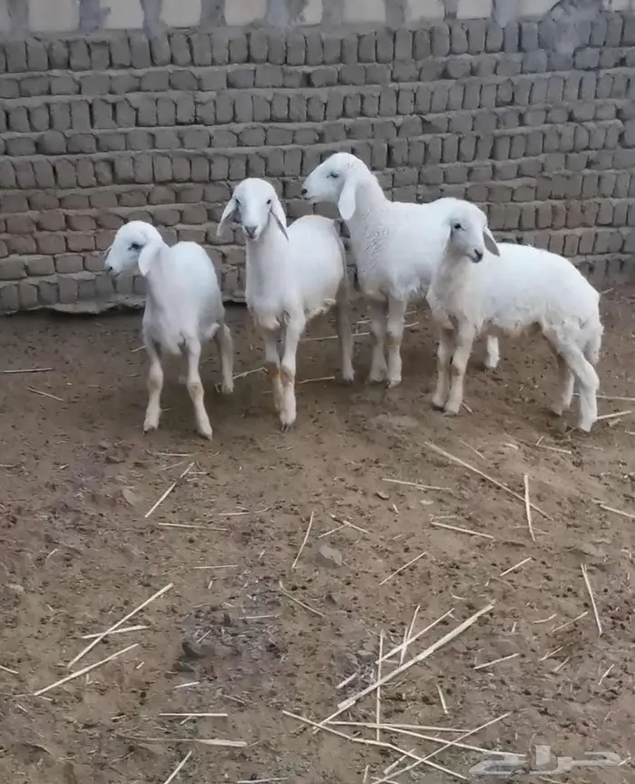 للبيع 4 طليان 1