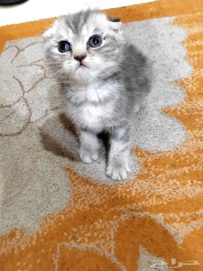 كيتن اسكوتش فولد 4