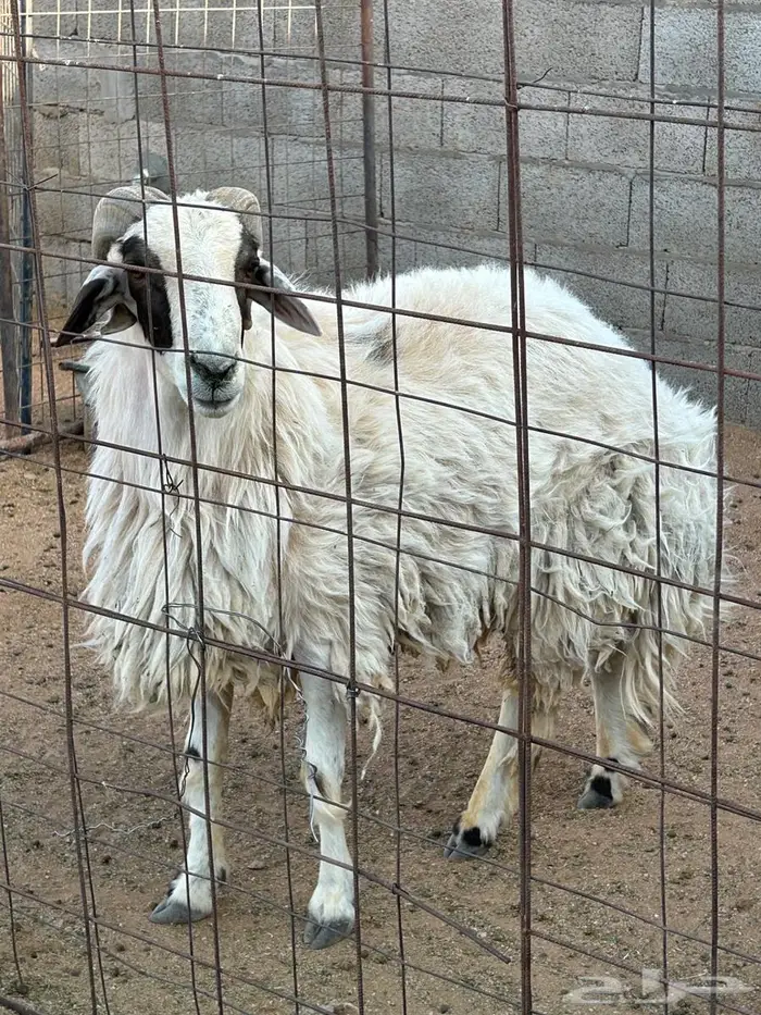 خروف طيب للبيع 2