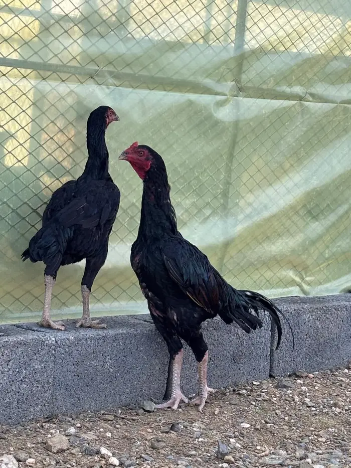 زوج دجاج سندي بيور ماديا 4