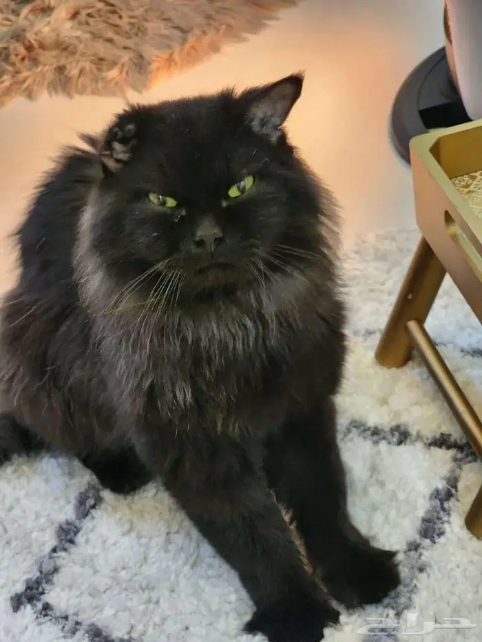 قط يطلب تزاوج 2