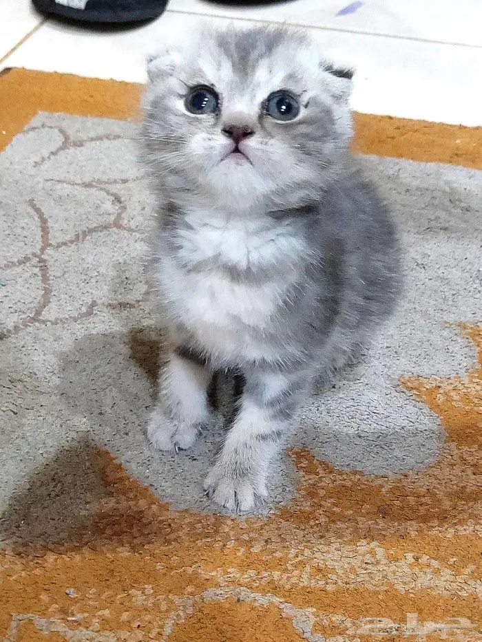كيتن اسكوتش فولد 0