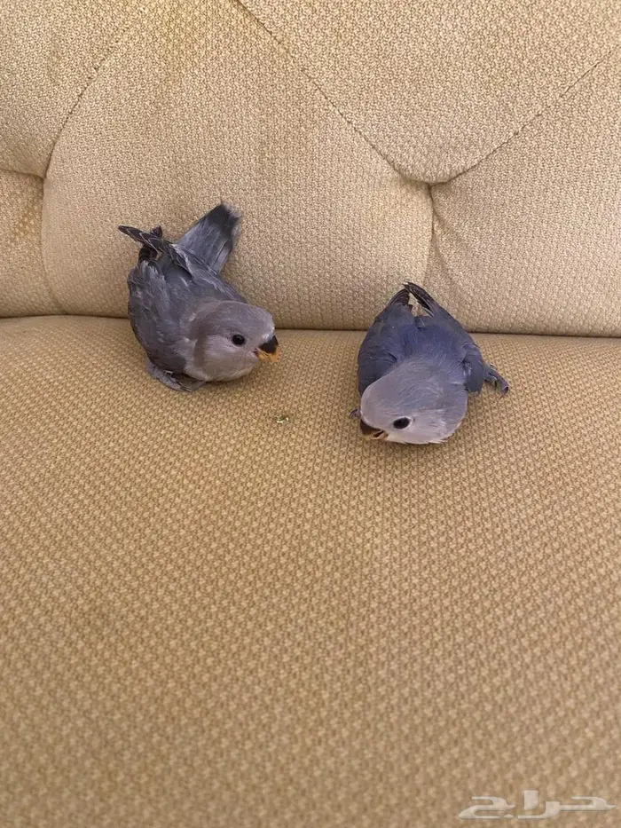 فروخ روز 0