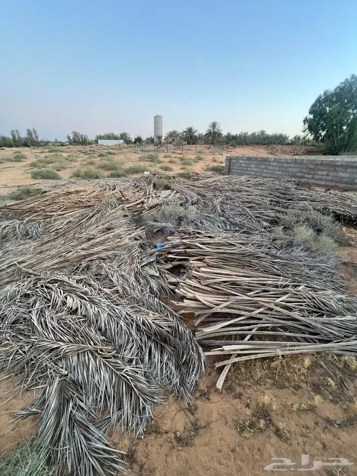 عسب نخل علف 0