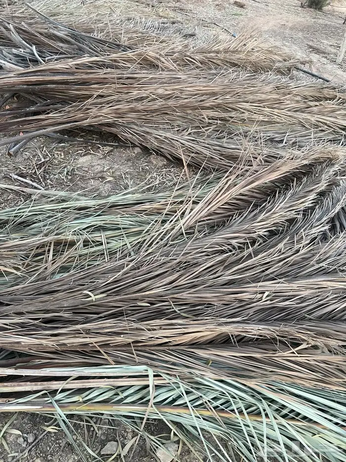 عسب نخل علف 2