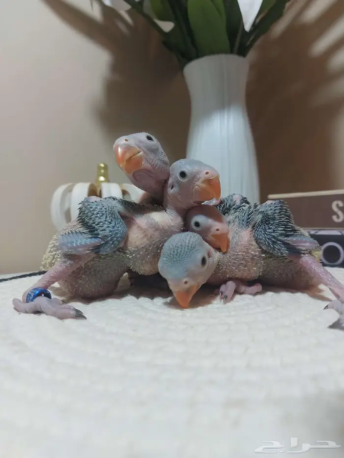 فروخ درة هندي - فروخ كروان (( تم البيع )) 1