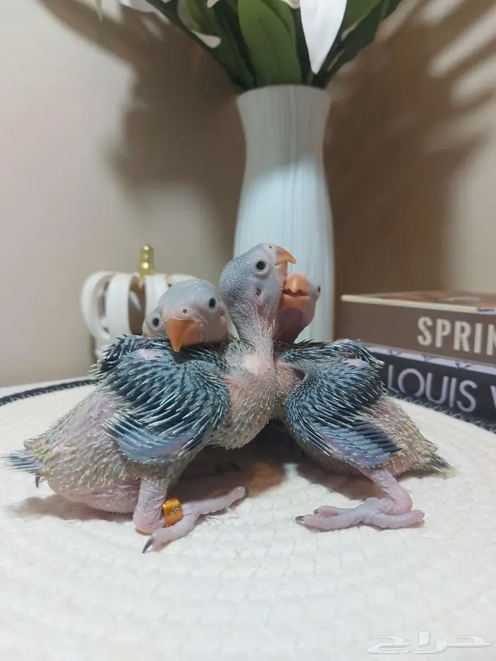 فروخ درة هندي - فروخ كروان (( تم البيع )) 2