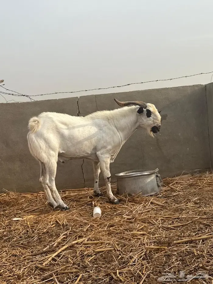 تيس بيشي صنف الصنف 0