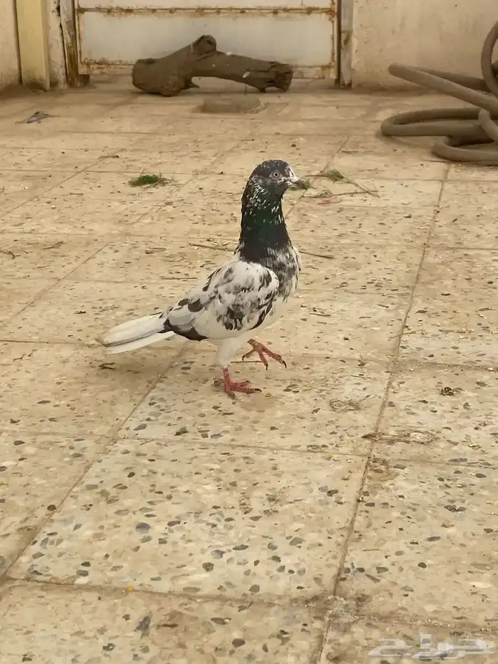 ذكر تيدي أساس شرط مطيار 0