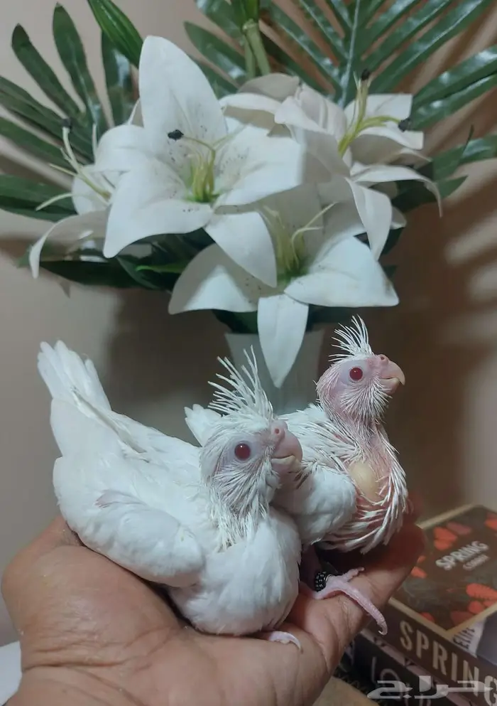 فروخ درة هندي - فروخ كروان (( تم البيع )) 4