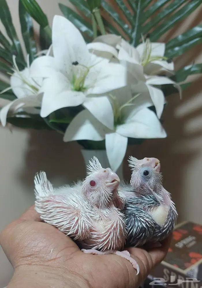 فروخ درة هندي - فروخ كروان (( تم البيع )) 3