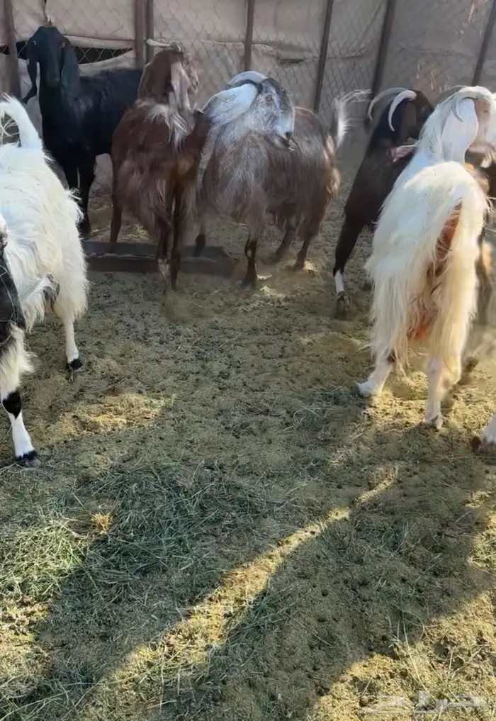 حلال للبيع البيع جمله او قطاعي 8